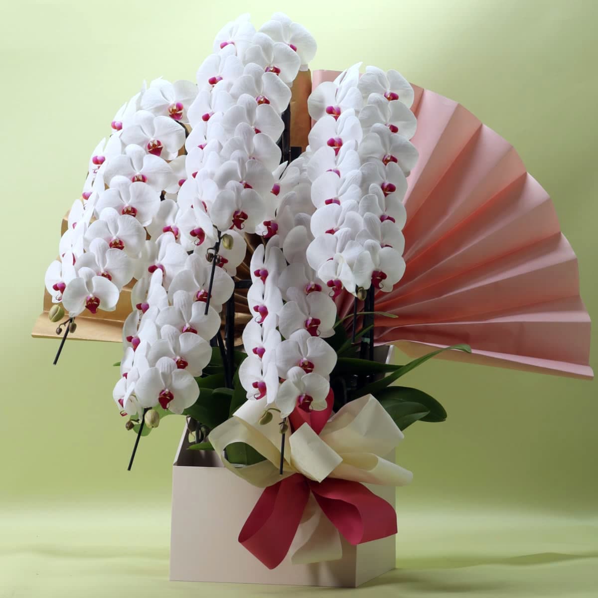 胡蝶蘭 5本立ち赤リップ70輪以上/紀州漆塗木製ラック [000315]　