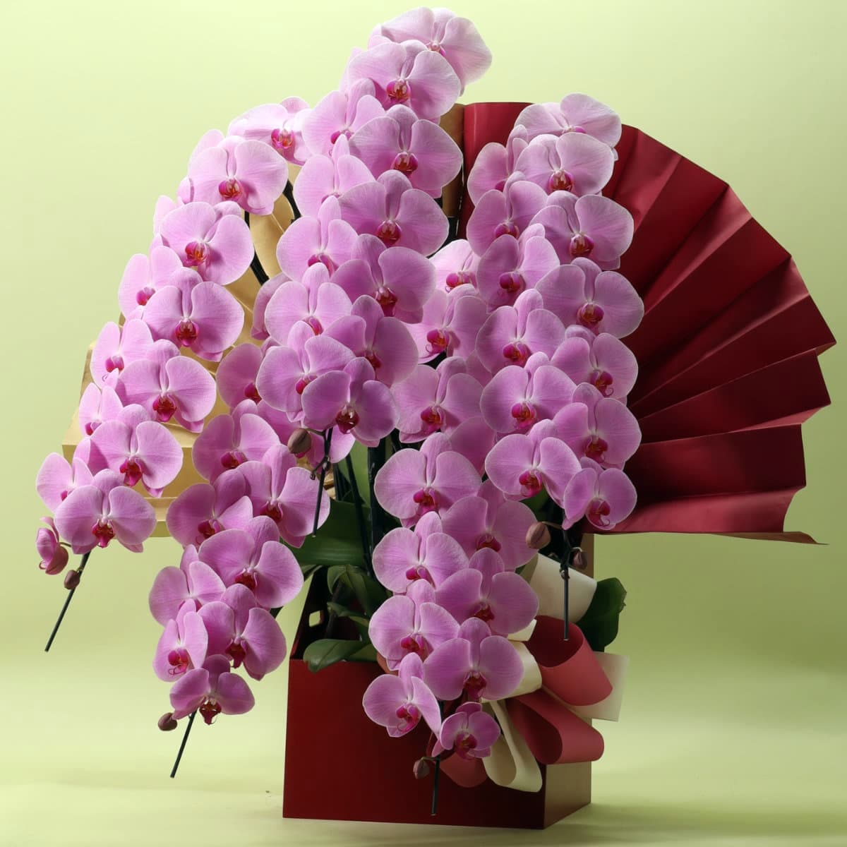胡蝶蘭 5本立ちピンク70輪以上/紀州漆塗木製ラック [000314]