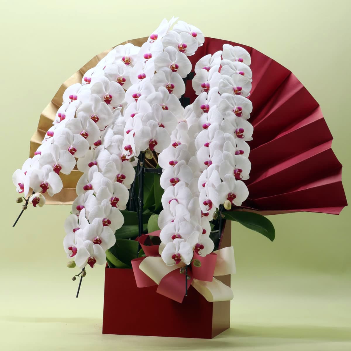 胡蝶蘭 5本立ち赤リップ75輪以上/紀州漆塗木製ラック  [000318]　