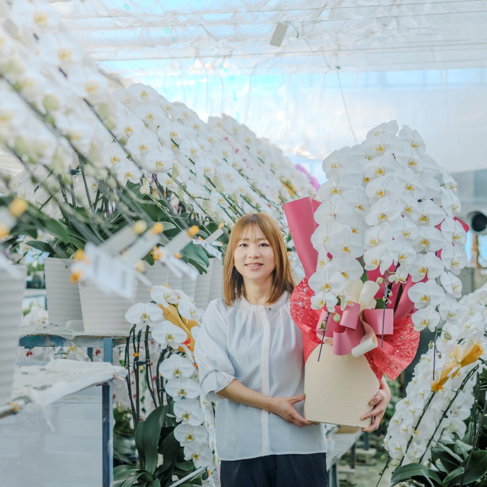 胡蝶蘭 3本立ち白48輪以上 [000326]の通販 | ヒカル・オーキッド