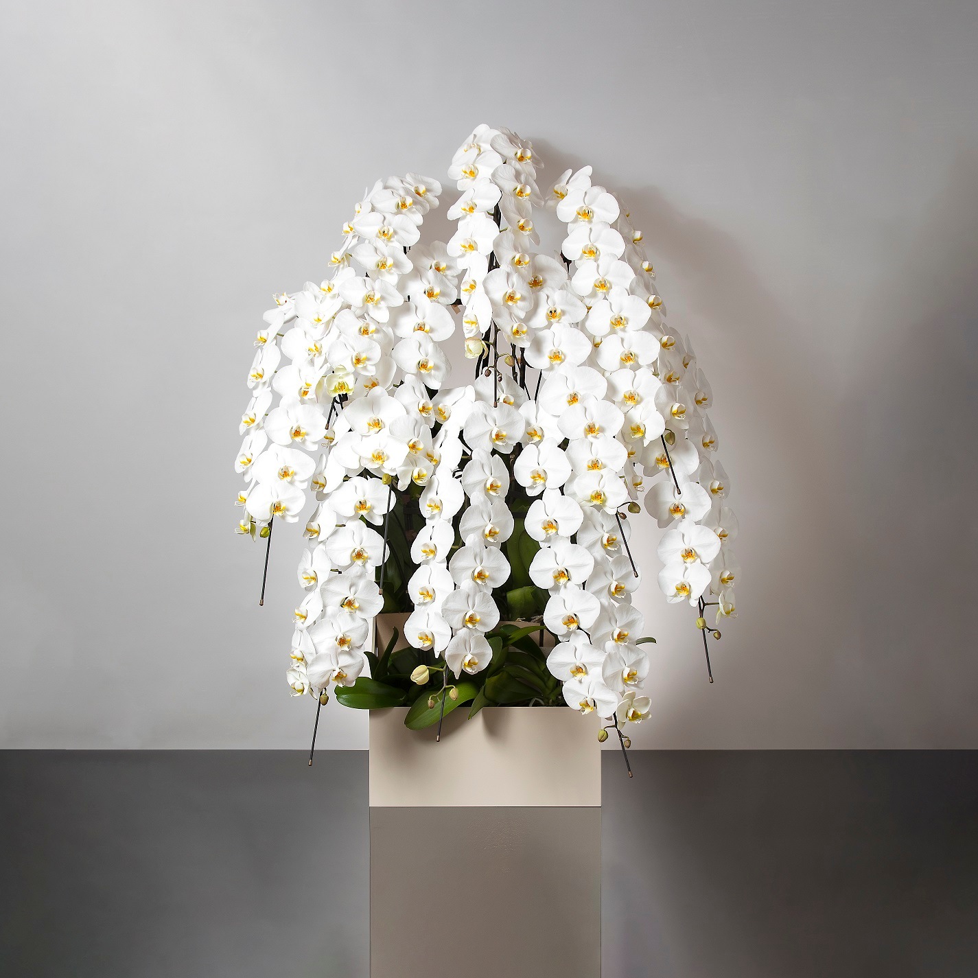 胡蝶蘭 10本立ち白150輪以上　[322]