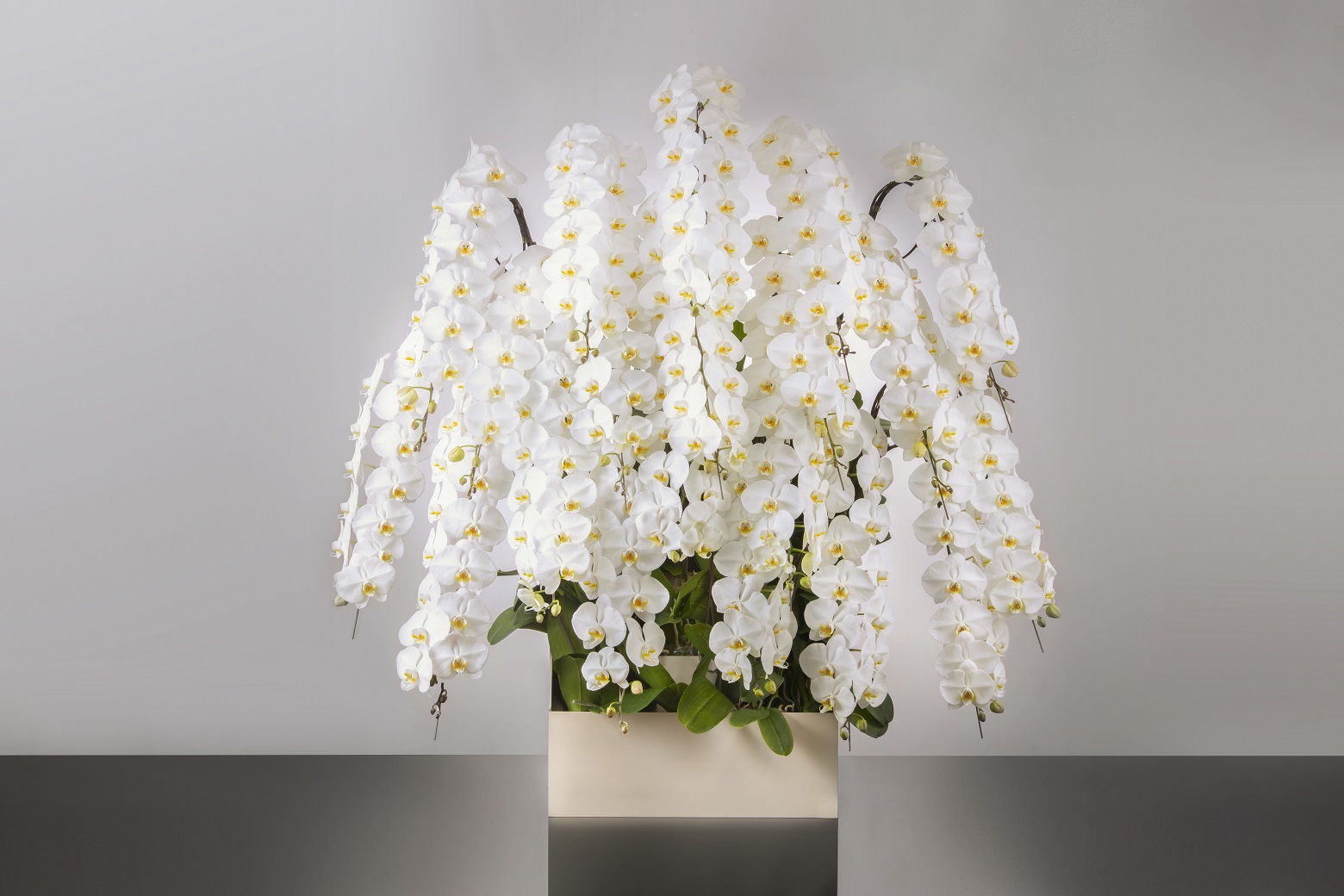 胡蝶蘭 20本立ち白300輪以上 [324]