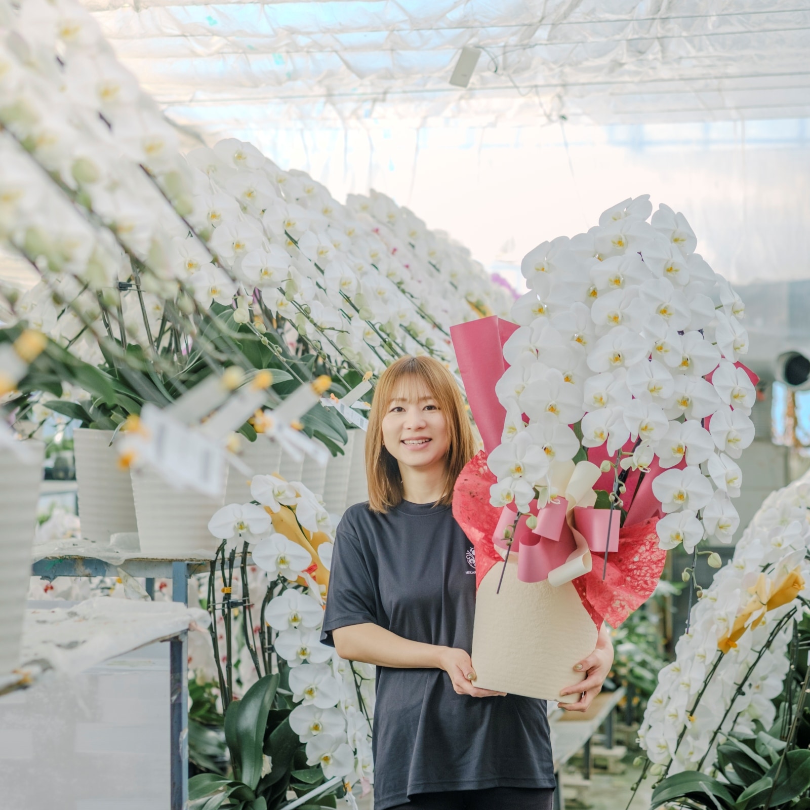 胡蝶蘭 3本立ち白42輪以上 [000304]