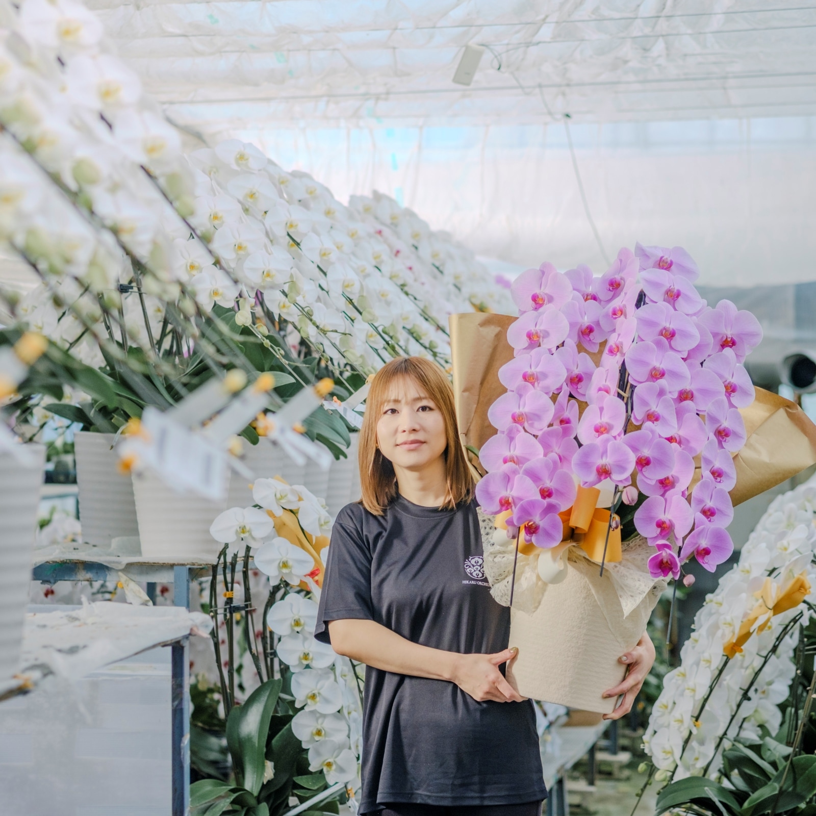 胡蝶蘭 3本立ちピンク39輪以上 [000302]の通販 | ヒカル・オーキッド