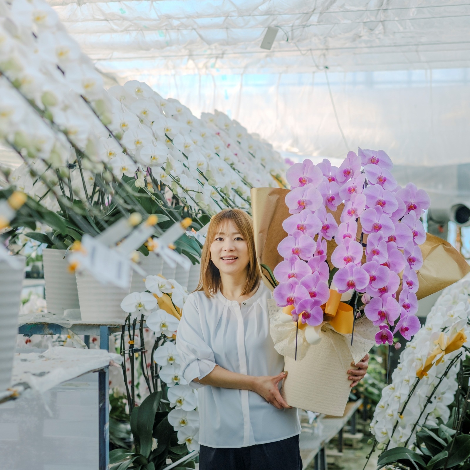 胡蝶蘭 3本立ちピンク45輪以上 [000308]