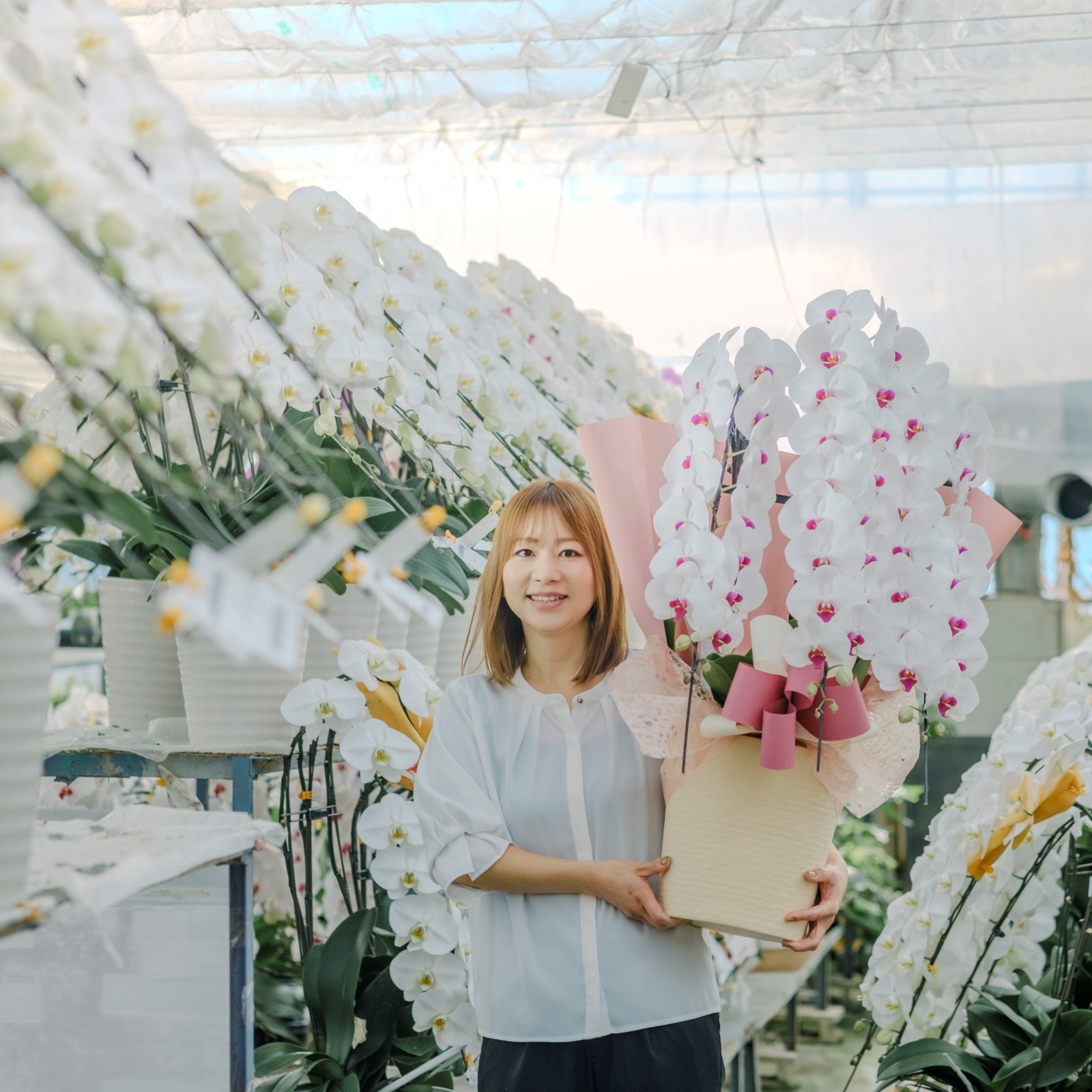 胡蝶蘭 3本立ち赤リップ48輪以上 [000327]　