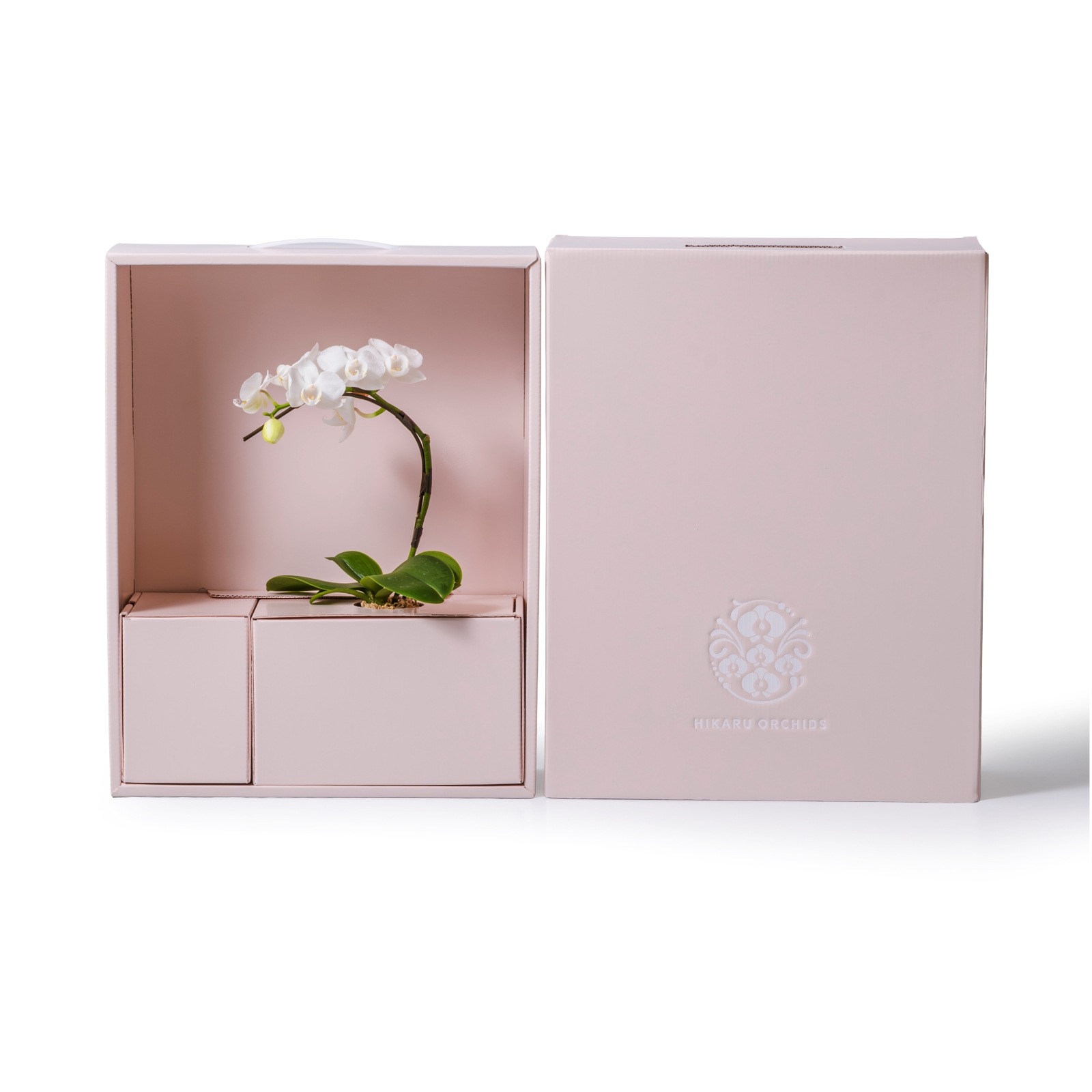 白 小輪 胡蝶蘭 / マル西製菓ぺんぎん一番堂 焼き菓子セット / NENE 組子細工風 胡蝶蘭（こちょうらん）[002771]