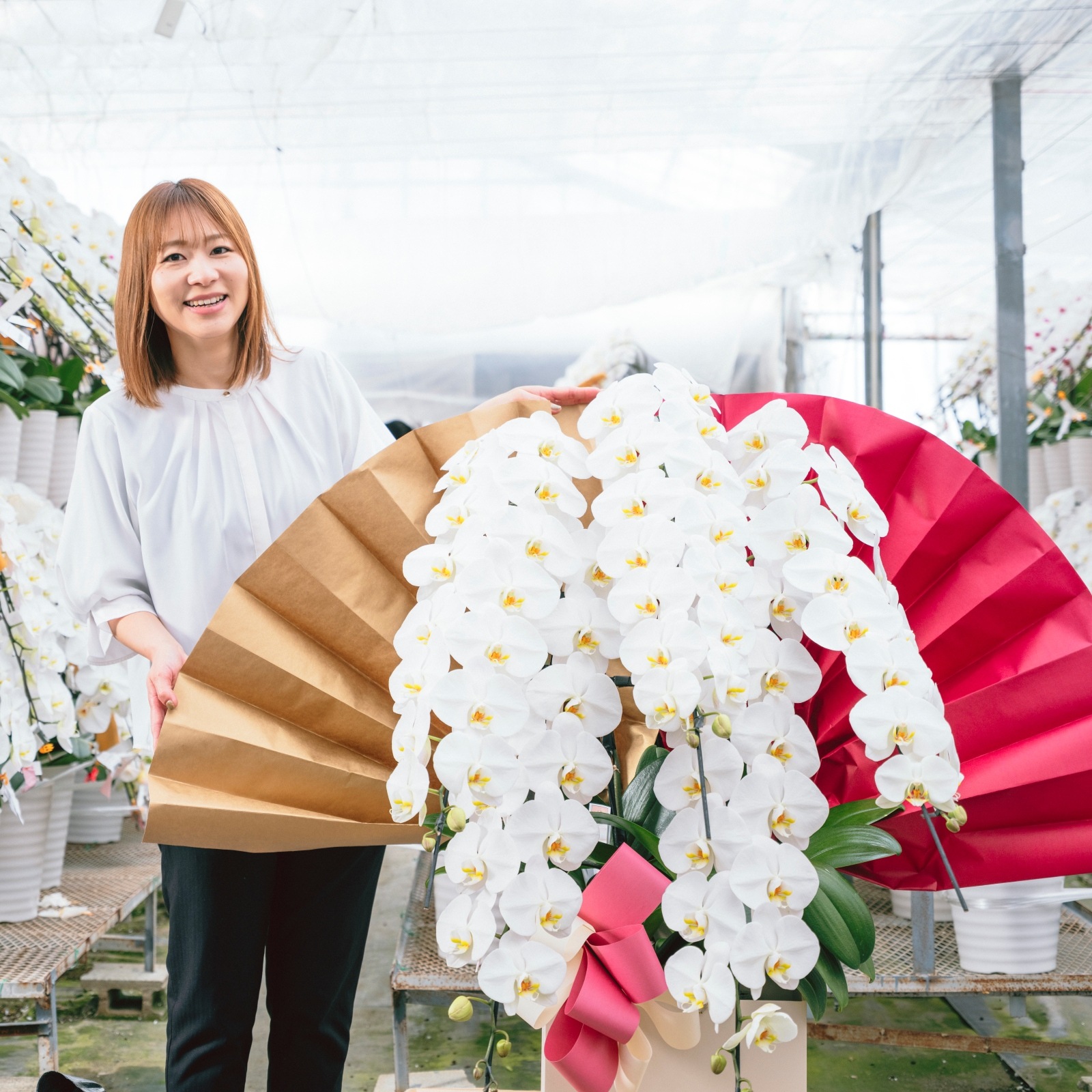 胡蝶蘭 5本立ち白70輪以上 [000313]