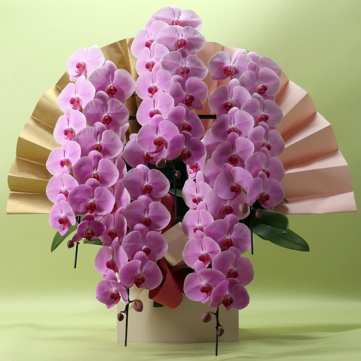 2月上旬以降のお届け　　胡蝶蘭 5本立ちピンク65輪以上 [000311]　