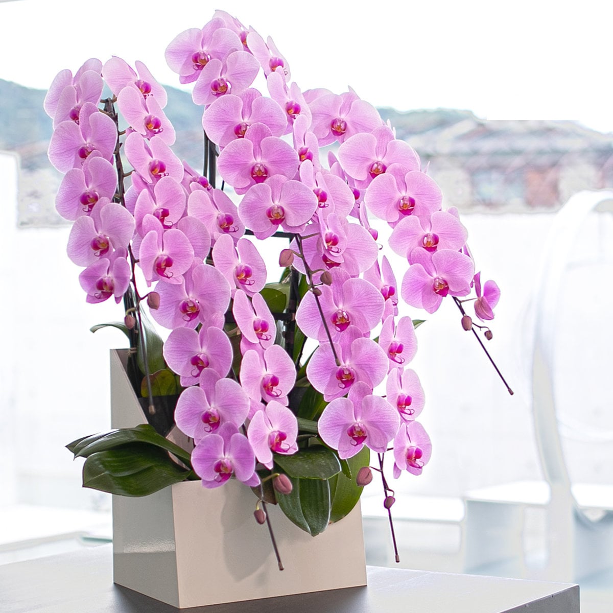 2月上旬以降のお届け　　胡蝶蘭 5本立ちピンク65輪以上 [000311]　