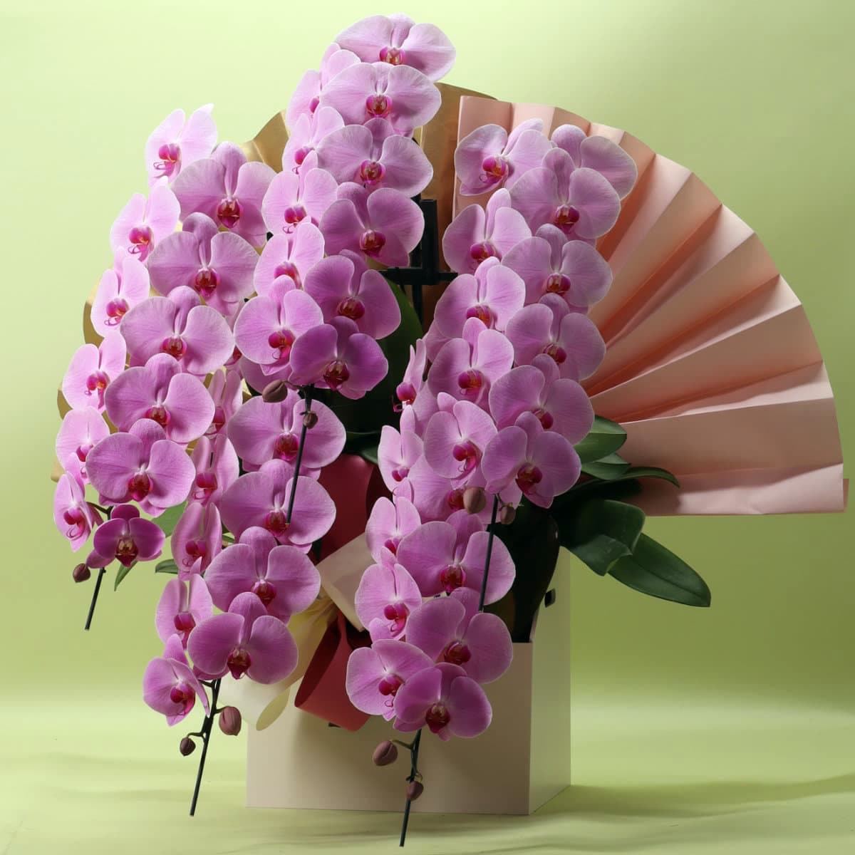 2月上旬以降のお届け　　胡蝶蘭 5本立ちピンク65輪以上 [000311]　