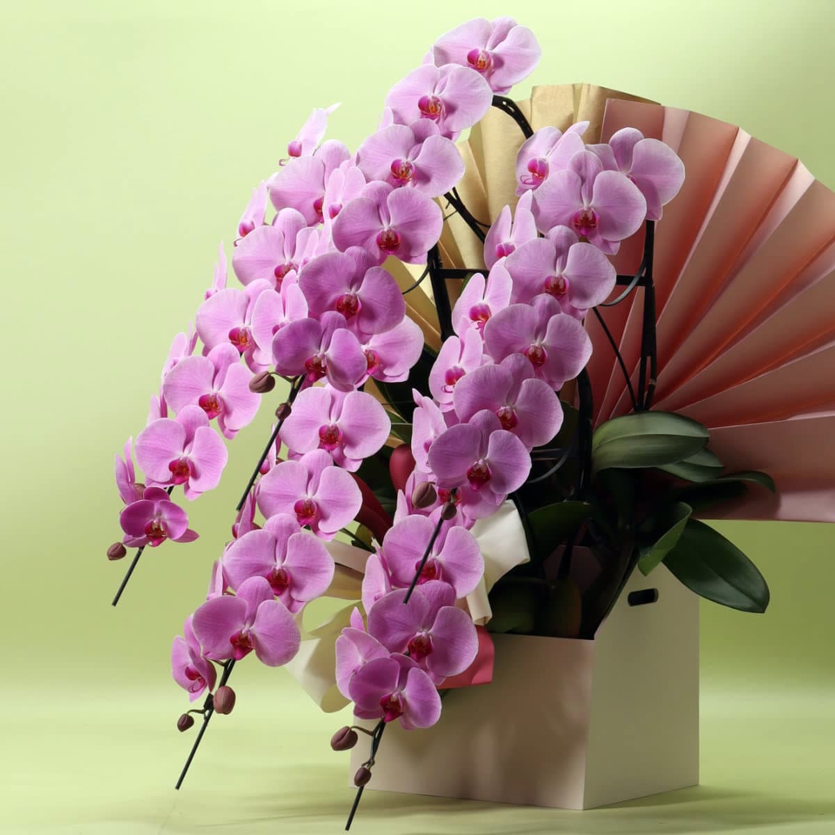 2月上旬以降のお届け　　胡蝶蘭 5本立ちピンク65輪以上 [000311]　
