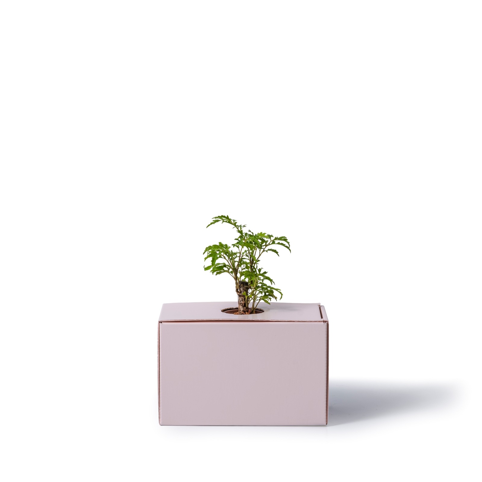 ポリシャス・フルティコサ（タイワンモミジ） / 土不使用の観葉植物 / GREEN CUBE [001001]