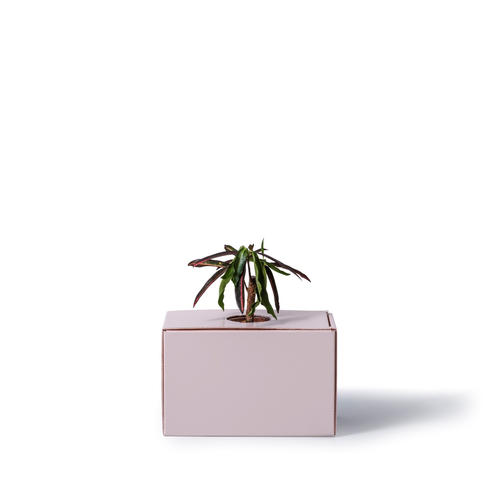 クロトン・エクスカランス / 土不使用の観葉植物 / GREEN CUBE [001002]