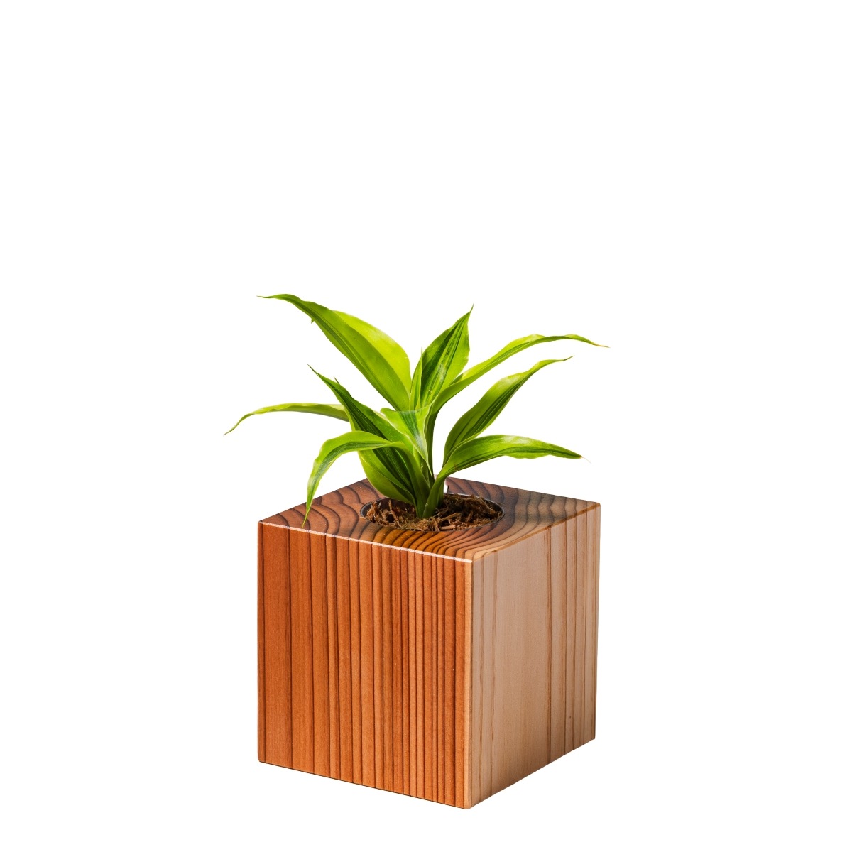 ドラセナ・サンデリアーナ・ゴールド / 土不使用の観葉植物 / GREEN CUBE [001003]