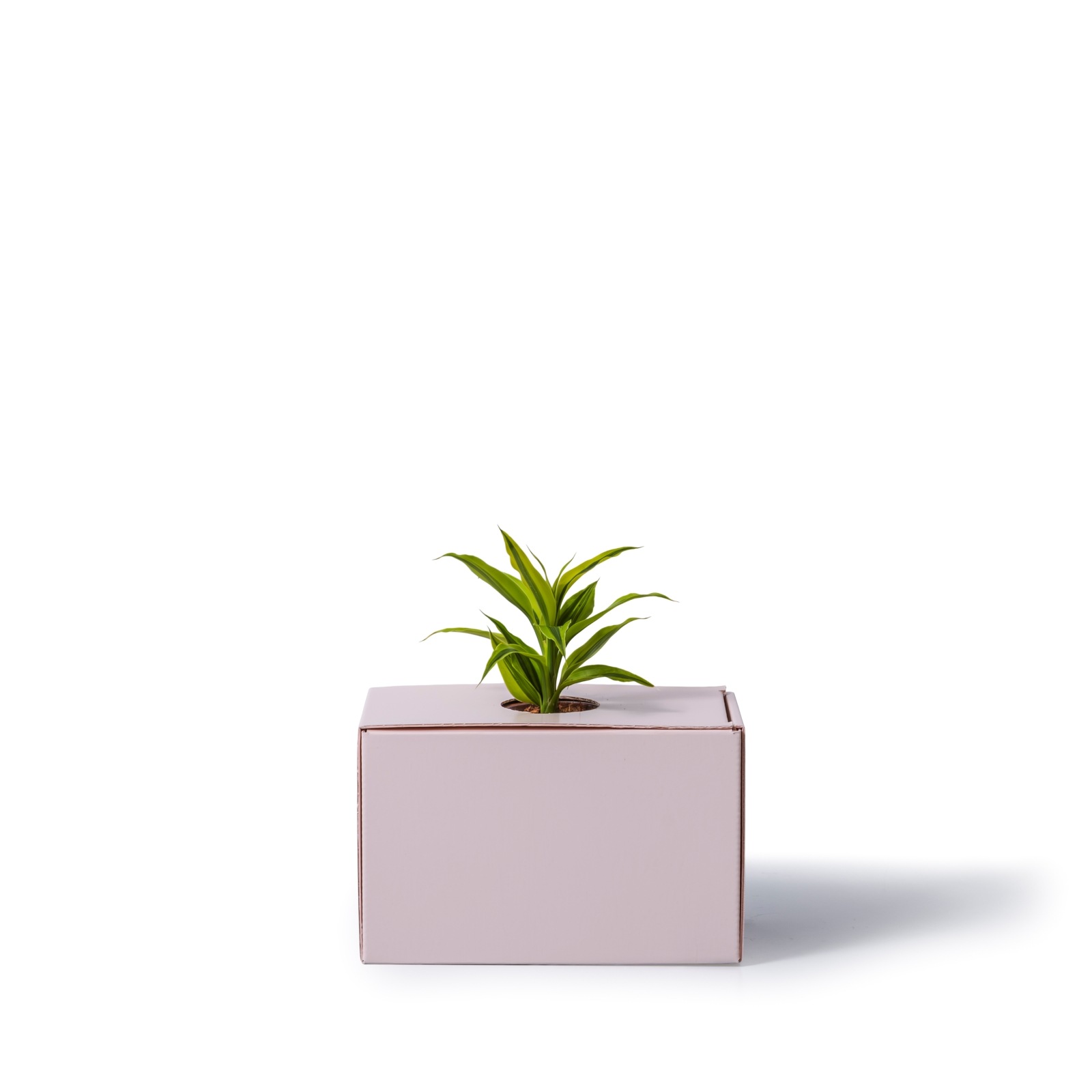ドラセナ・サンデリアーナ・ゴールド / 土不使用の観葉植物 / GREEN CUBE [001003]