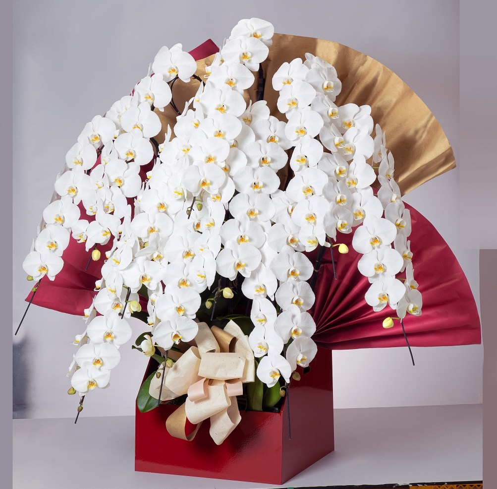 胡蝶蘭 10本立ち白130輪以上 [321]