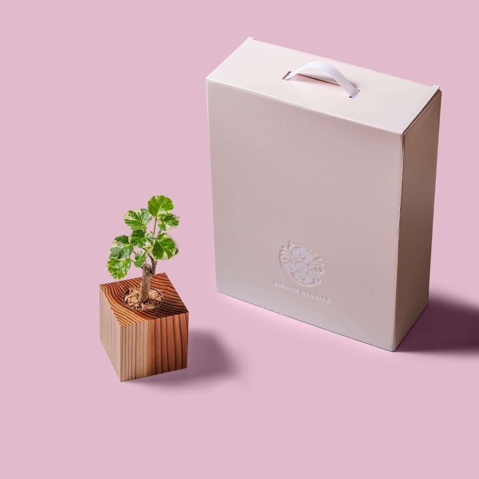 ポリシャス・バルフォリアナ・マルギナータ / 土不使用の観葉植物 / GREEN CUBE [001004]