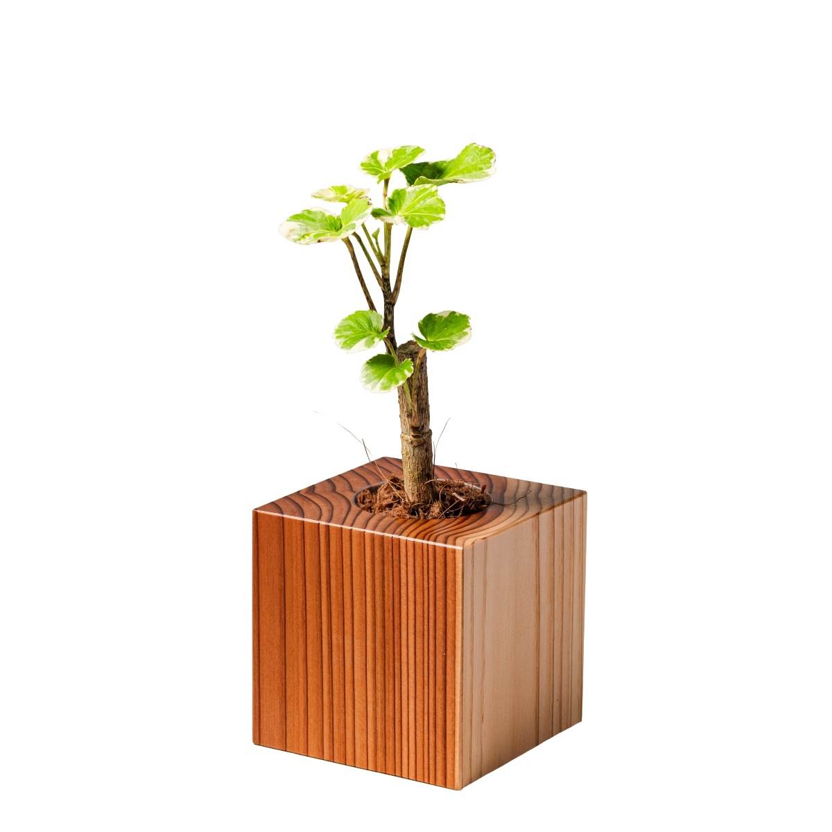 ポリシャス・バルフォリアナ・マルギナータ / 土不使用の観葉植物 / GREEN CUBE [001004]