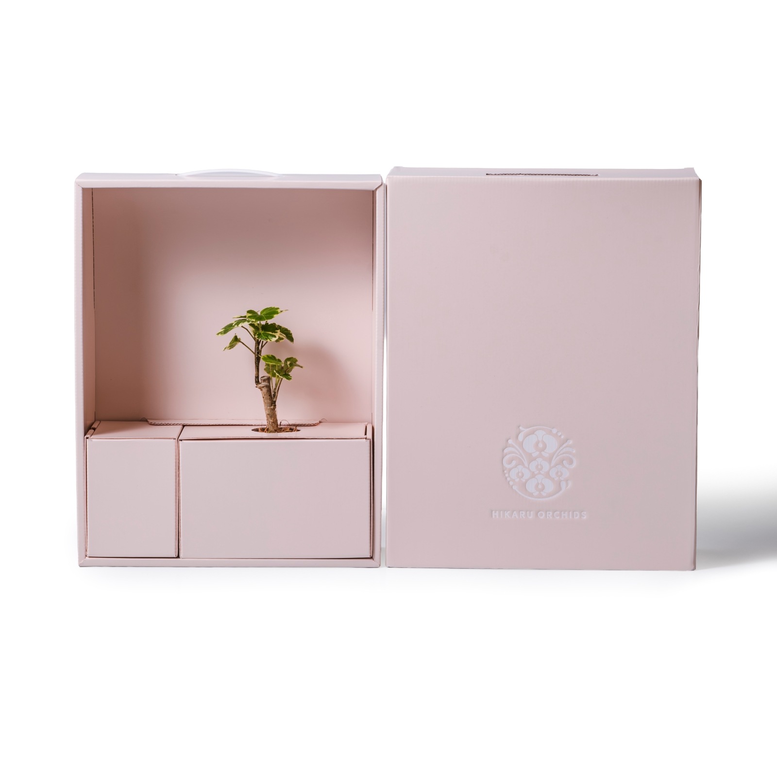 ポリシャス・バルフォリアナ・マルギナータ / 土不使用の観葉植物 / GREEN CUBE [001004]