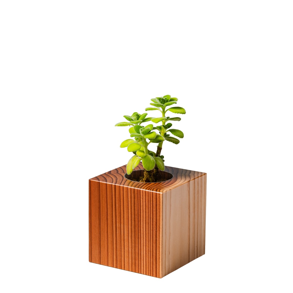 アロマティカス / 土不使用の観葉植物 / GREEN CUBE [001005]