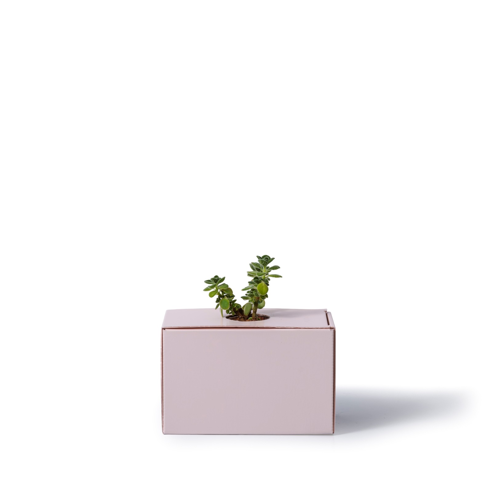 アロマティカス / 土不使用の観葉植物 / GREEN CUBE [001005]
