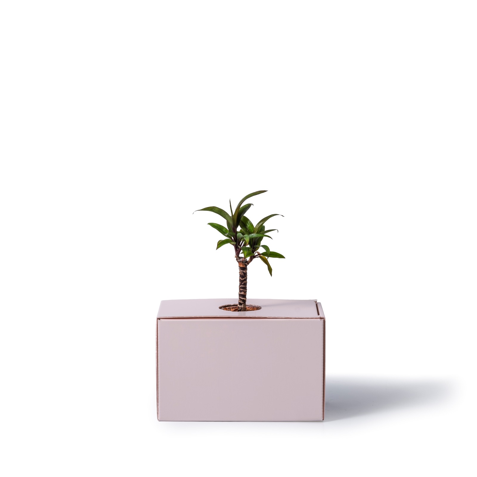 コルジリネ・パープルコンパクタ / 土不使用の観葉植物 / GREEN CUBE [001006]
