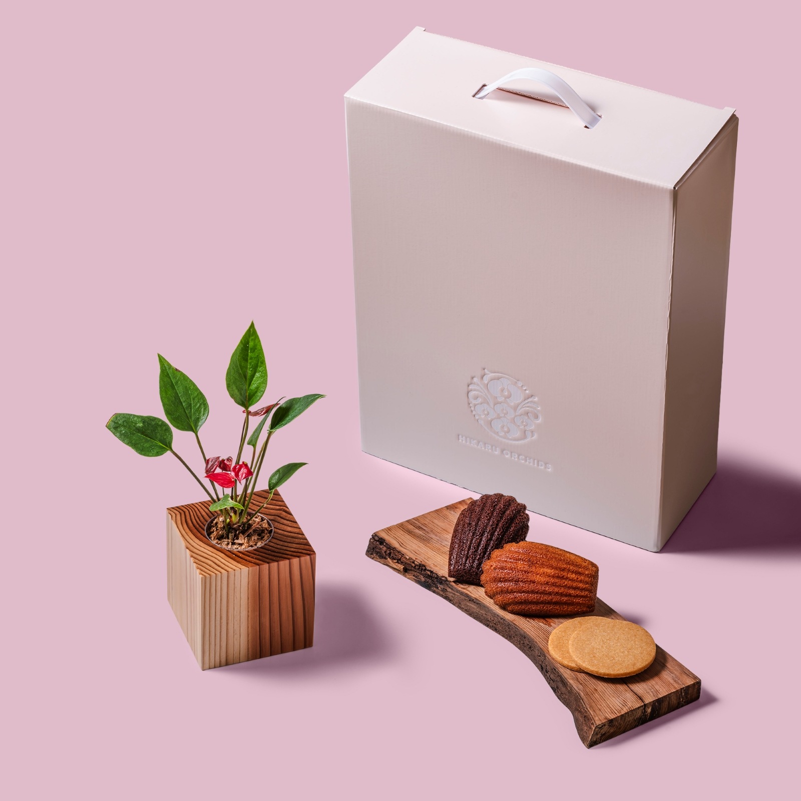 アンスリウム / 土不使用の観葉植物 / Gallery SIGMA. 焼き菓子セット / GREEN CUBE SWEETS（グリーンキューブスイーツ） [002007]