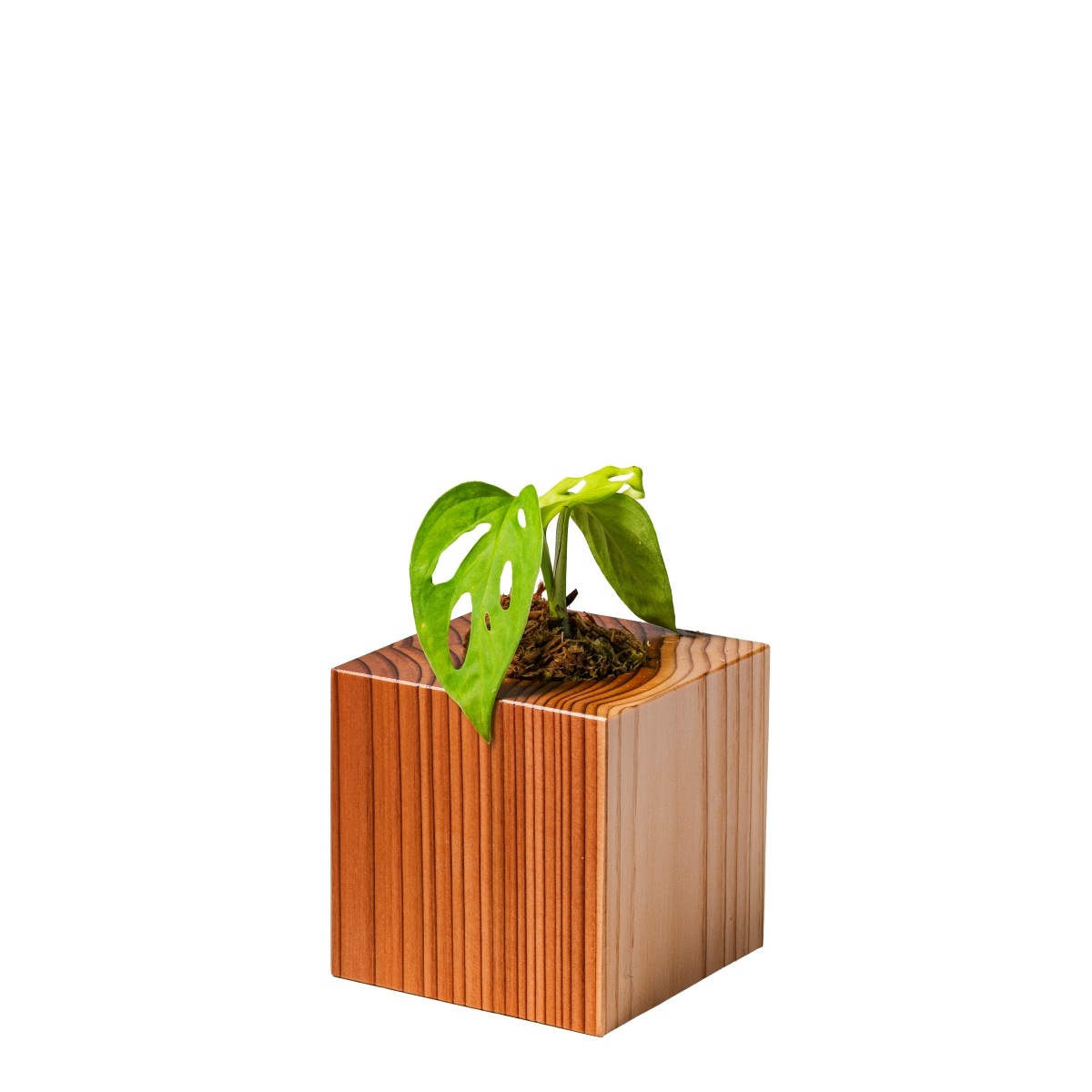 マドカズラ / 土不使用の観葉植物 / GREEN CUBE [001008]