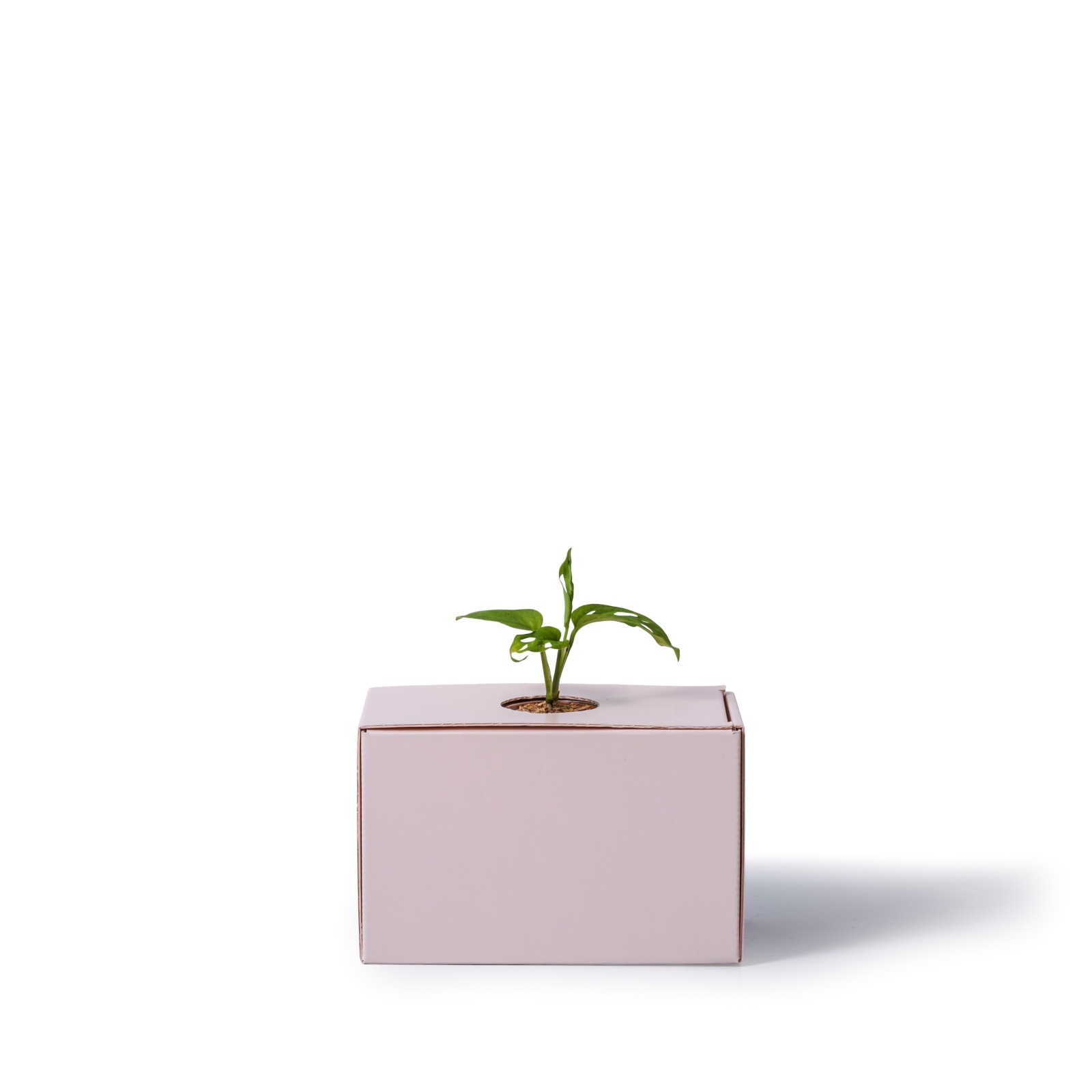 マドカズラ / 土不使用の観葉植物 / GREEN CUBE [001008]