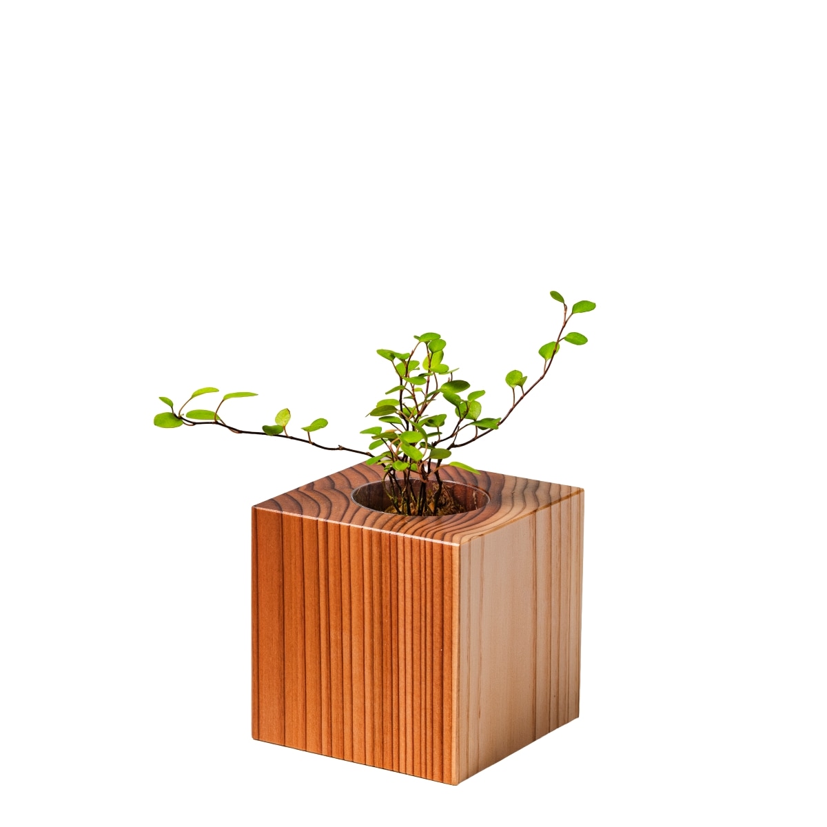ワイヤープランツ / 土不使用の観葉植物 / GREEN CUBE [001009]