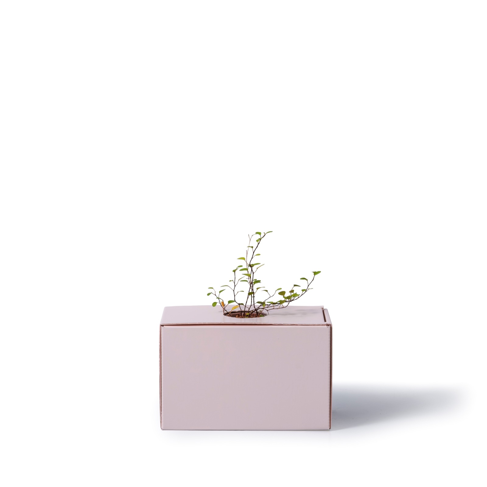 ワイヤープランツ / 土不使用の観葉植物 / GREEN CUBE [001009]