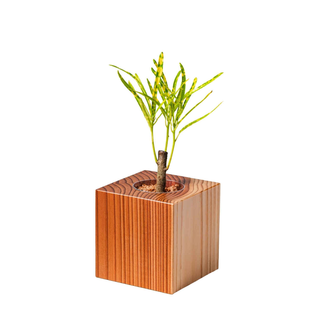 クロトン・ピクタム / 土不使用の観葉植物 / GREEN CUBE [001010]
