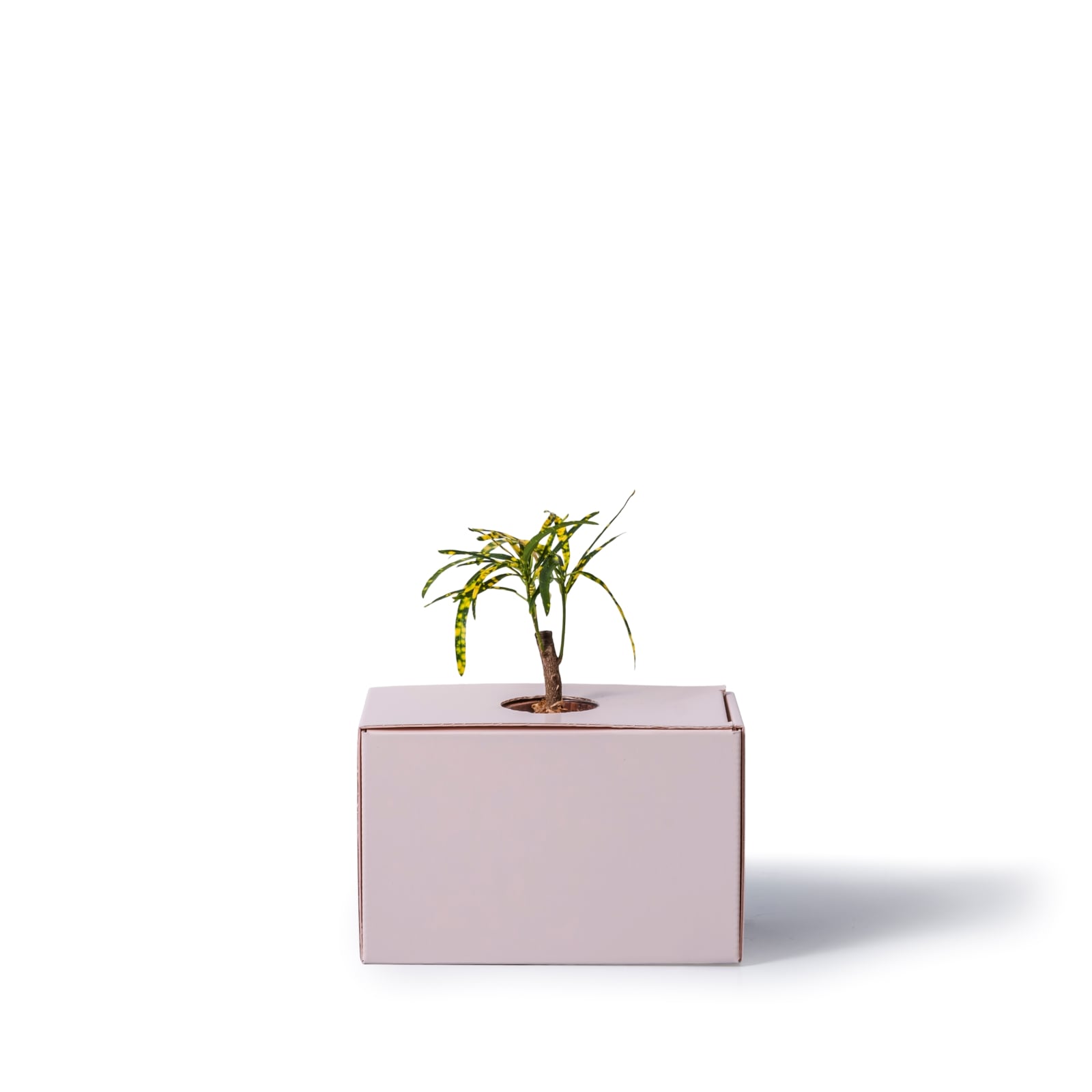 クロトン・ピクタム / 土不使用の観葉植物 / GREEN CUBE [001010]
