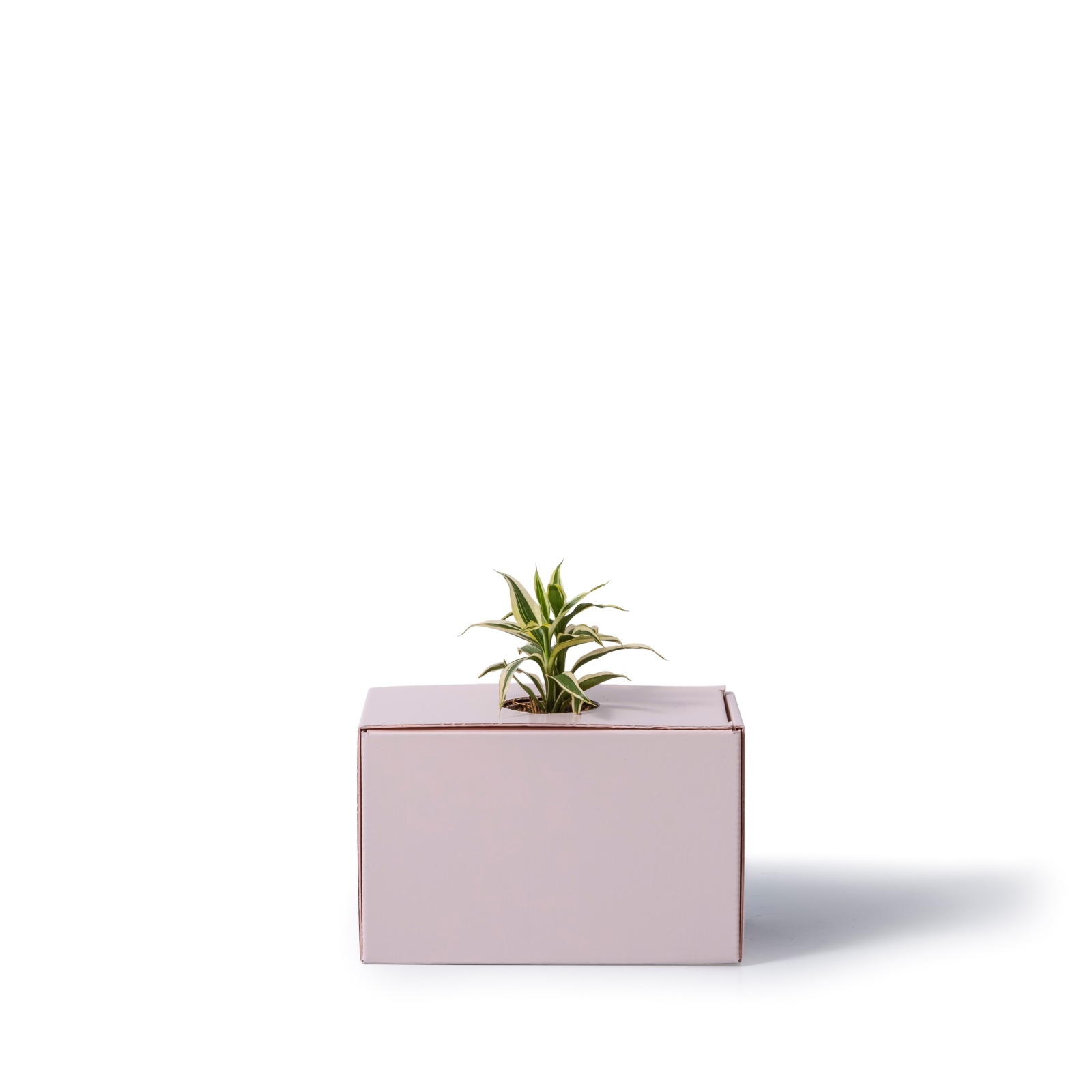 ドラセナ・サンデリアーナ・ホワイト / 土不使用の観葉植物 / GREEN CUBE [001011]