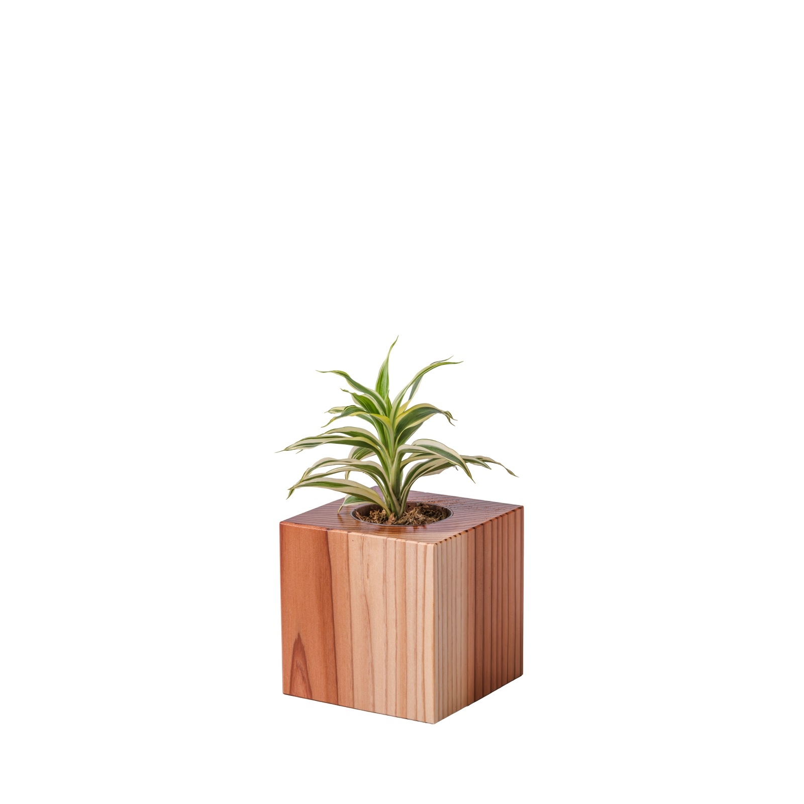 ドラセナ・サンデリアーナ・ホワイト / 土不使用の観葉植物 / GREEN CUBE [001011]