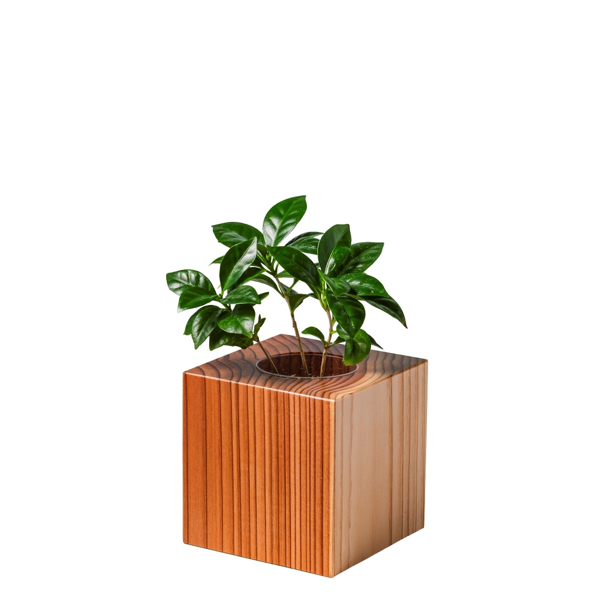コーヒー / 土不使用の観葉植物 / GREEN CUBE [001012]