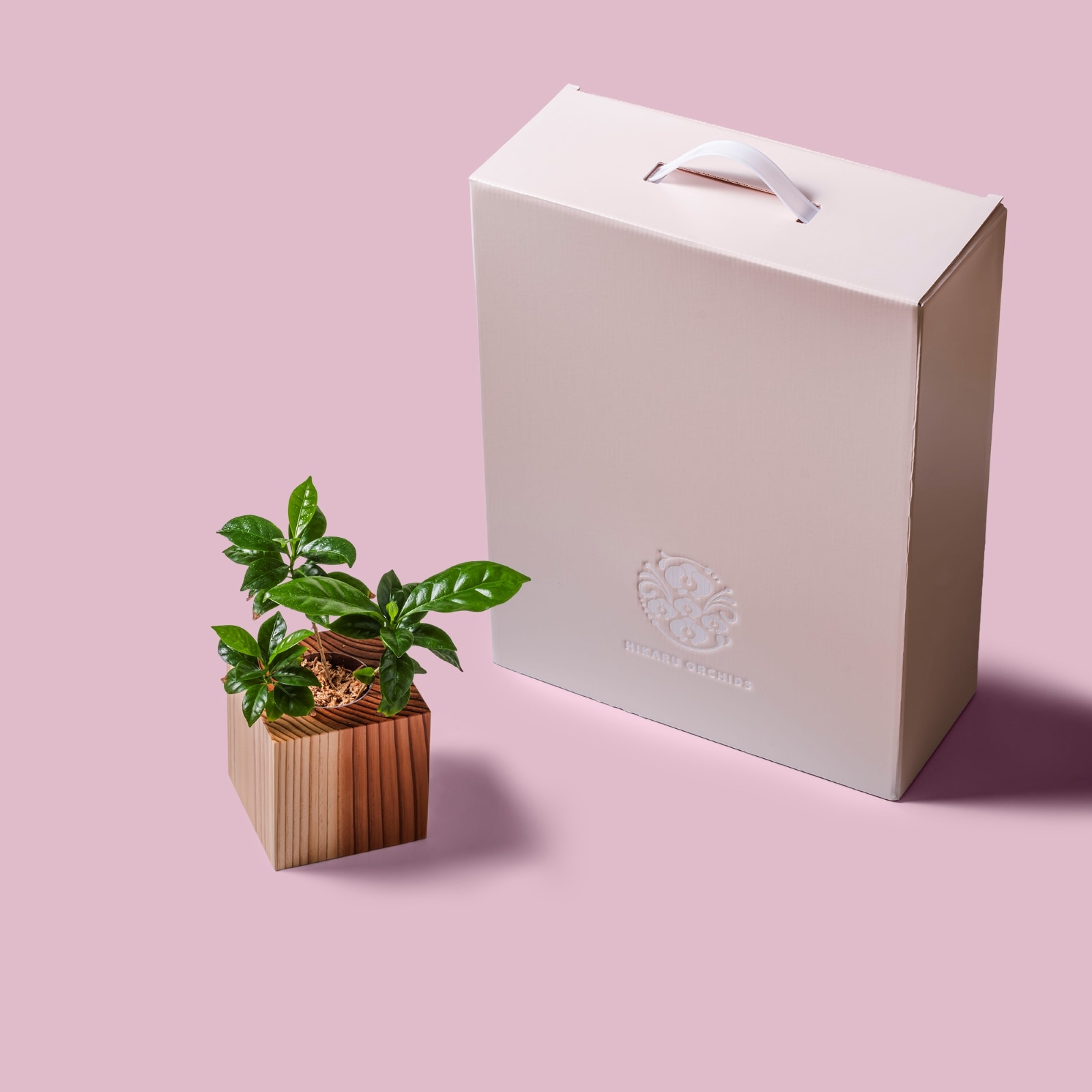 コーヒー / 土不使用の観葉植物 / GREEN CUBE [001012]