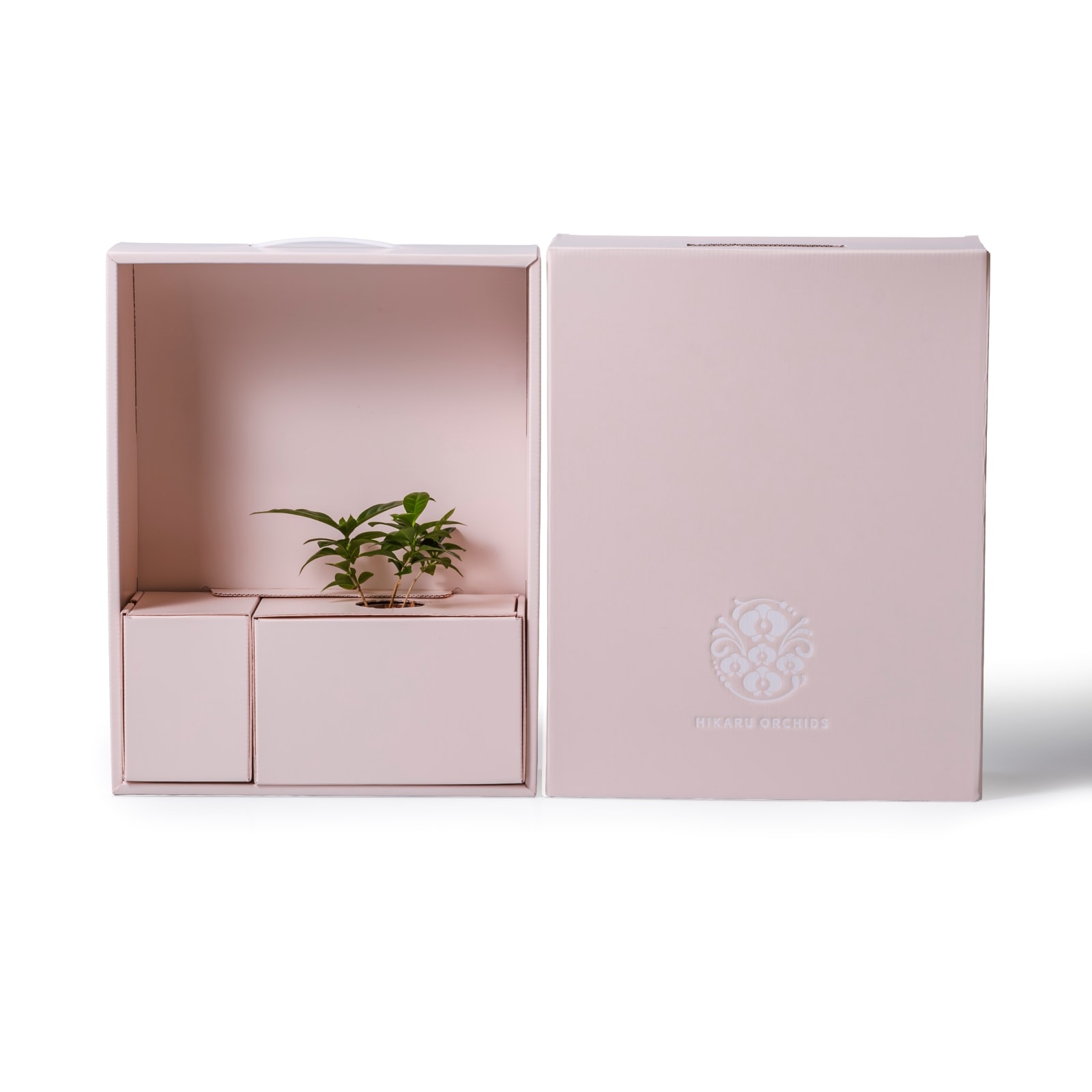 コーヒー / 土不使用の観葉植物 / GREEN CUBE [001012]