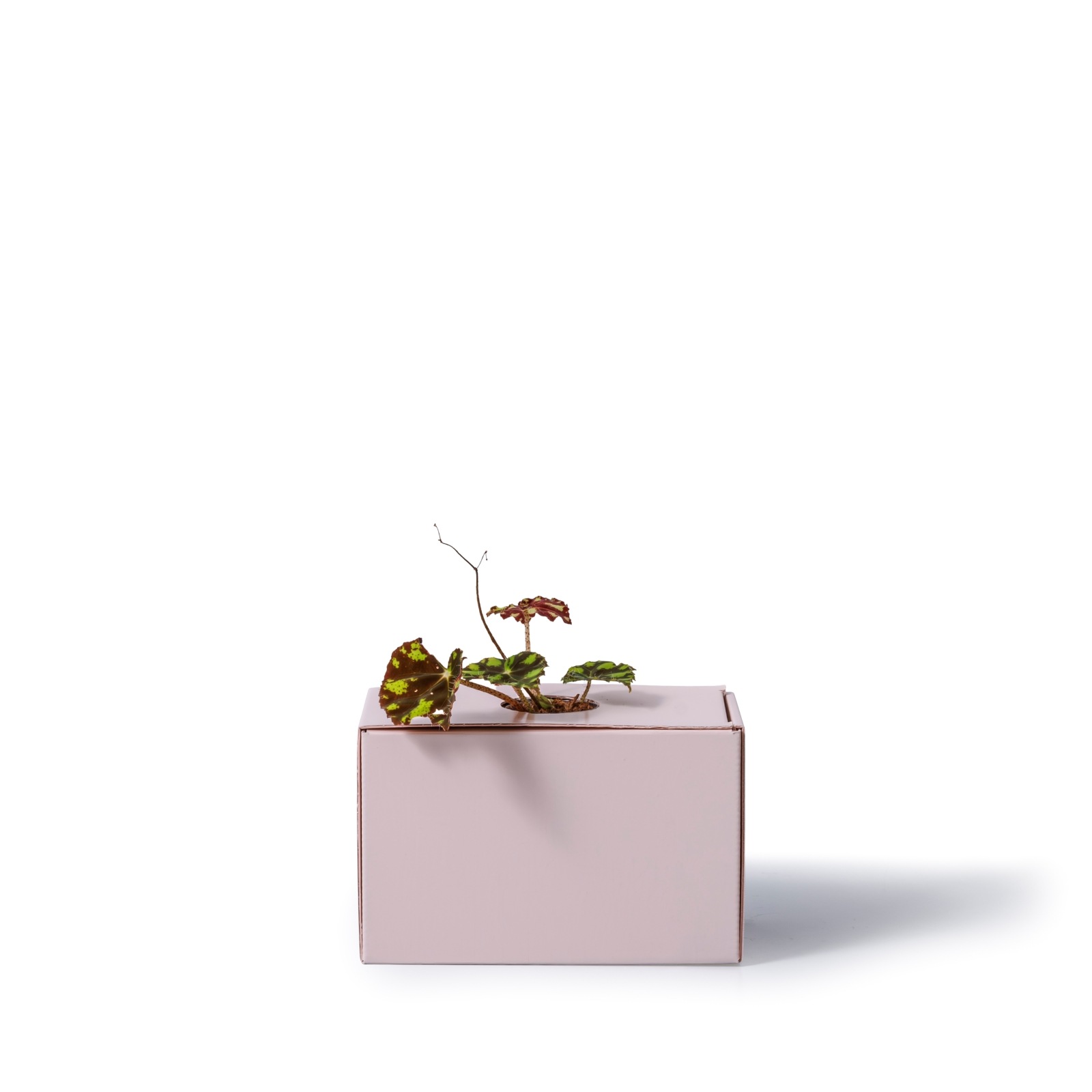 レックスベゴニア・タイガーキトゥン / 土不使用の観葉植物 / GREEN CUBE [001013]