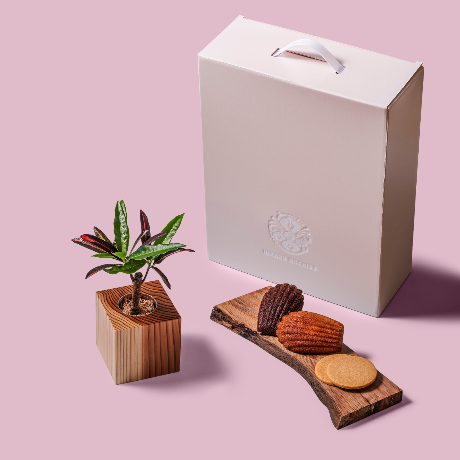 クロトン・エクスカランス / 土不使用の観葉植物 / Gallery SIGMA. 焼き菓子セット / GREEN CUBE SWEETS（グリーンキューブスイーツ） [002002]