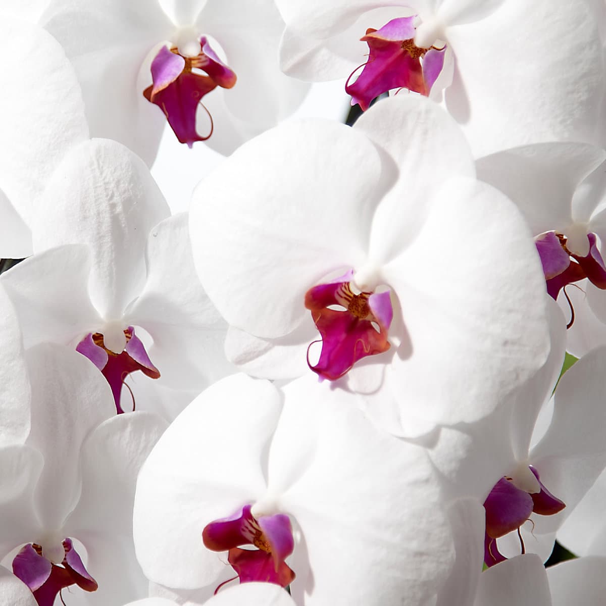 赤リップ胡蝶蘭 / 紀州漆丸形花器（3色から選択） [000206]　