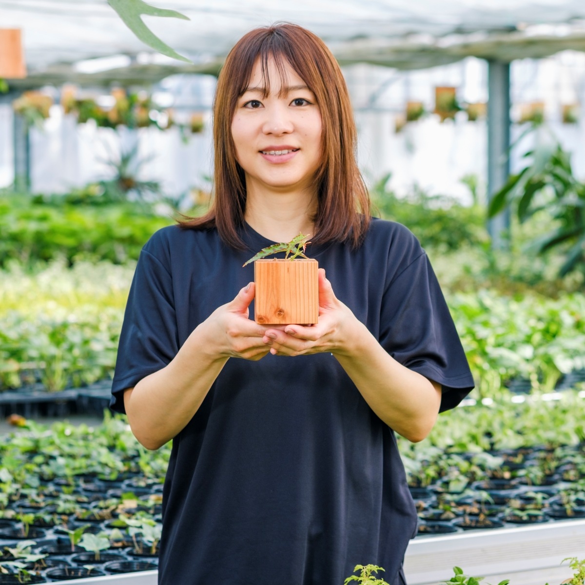 ベゴニア・アンフィオクサス / 土不使用の観葉植物 / GREEN CUBE [001015]