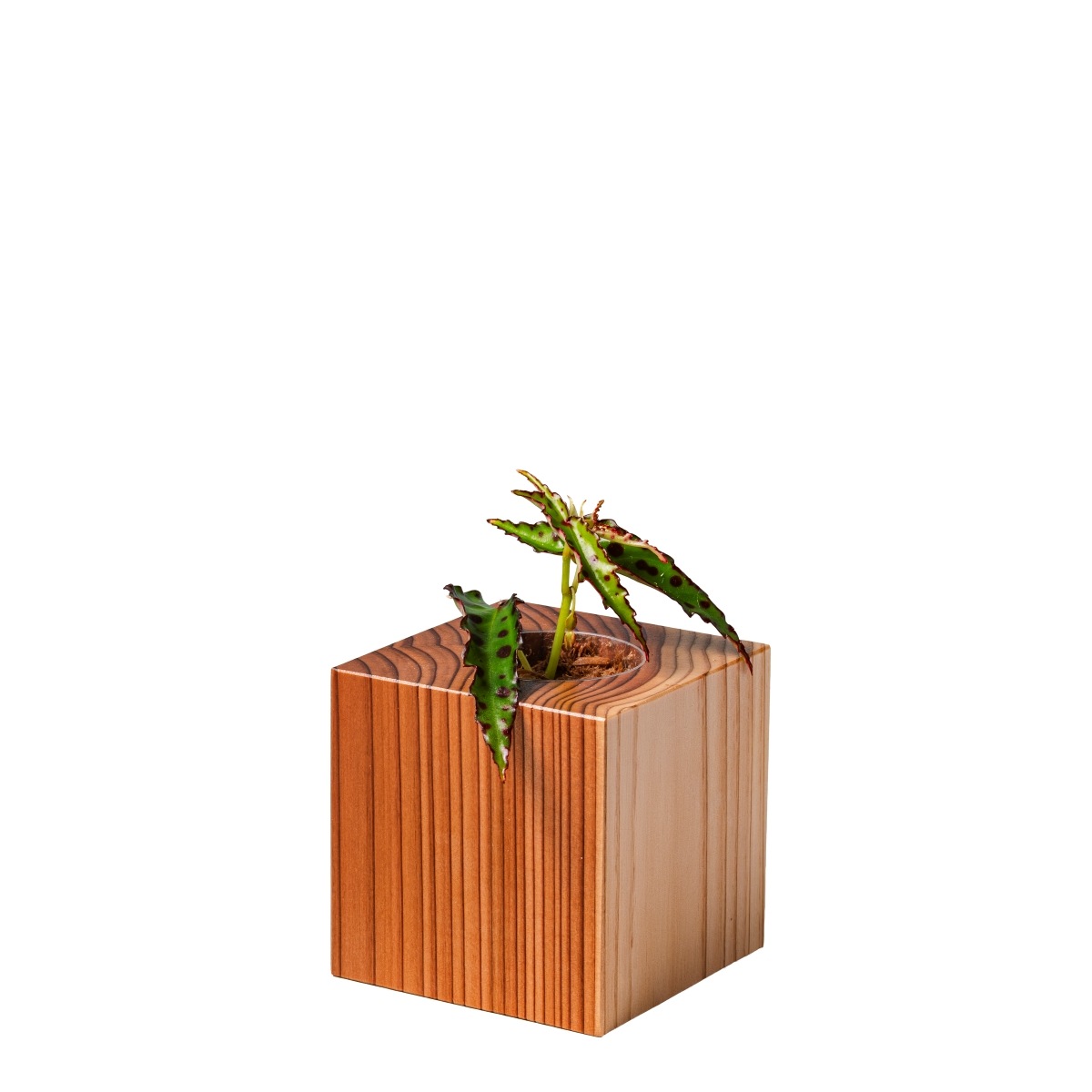 ベゴニア・アンフィオクサス / 土不使用の観葉植物 / GREEN CUBE [001015]