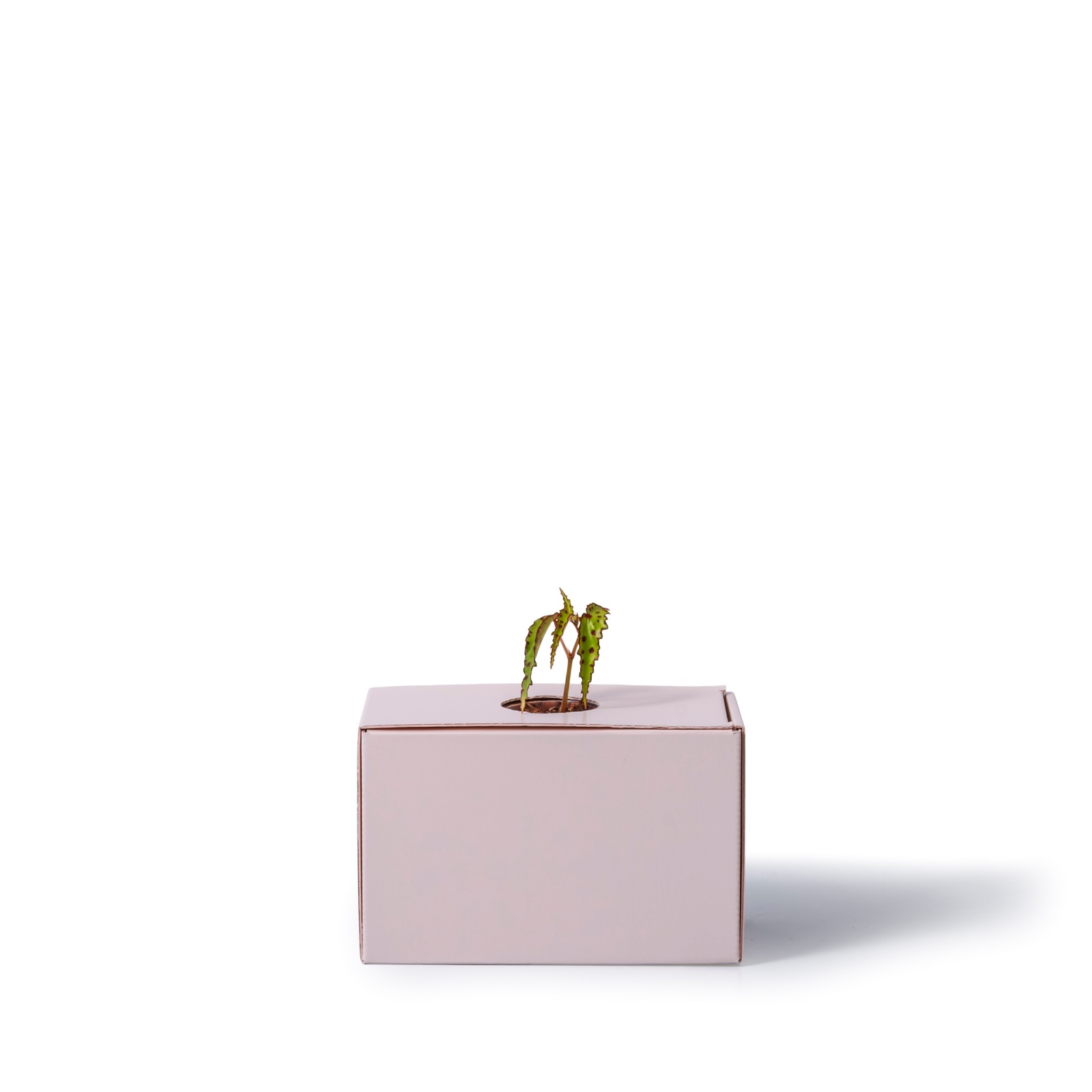 ベゴニア・アンフィオクサス / 土不使用の観葉植物 / GREEN CUBE [001015]