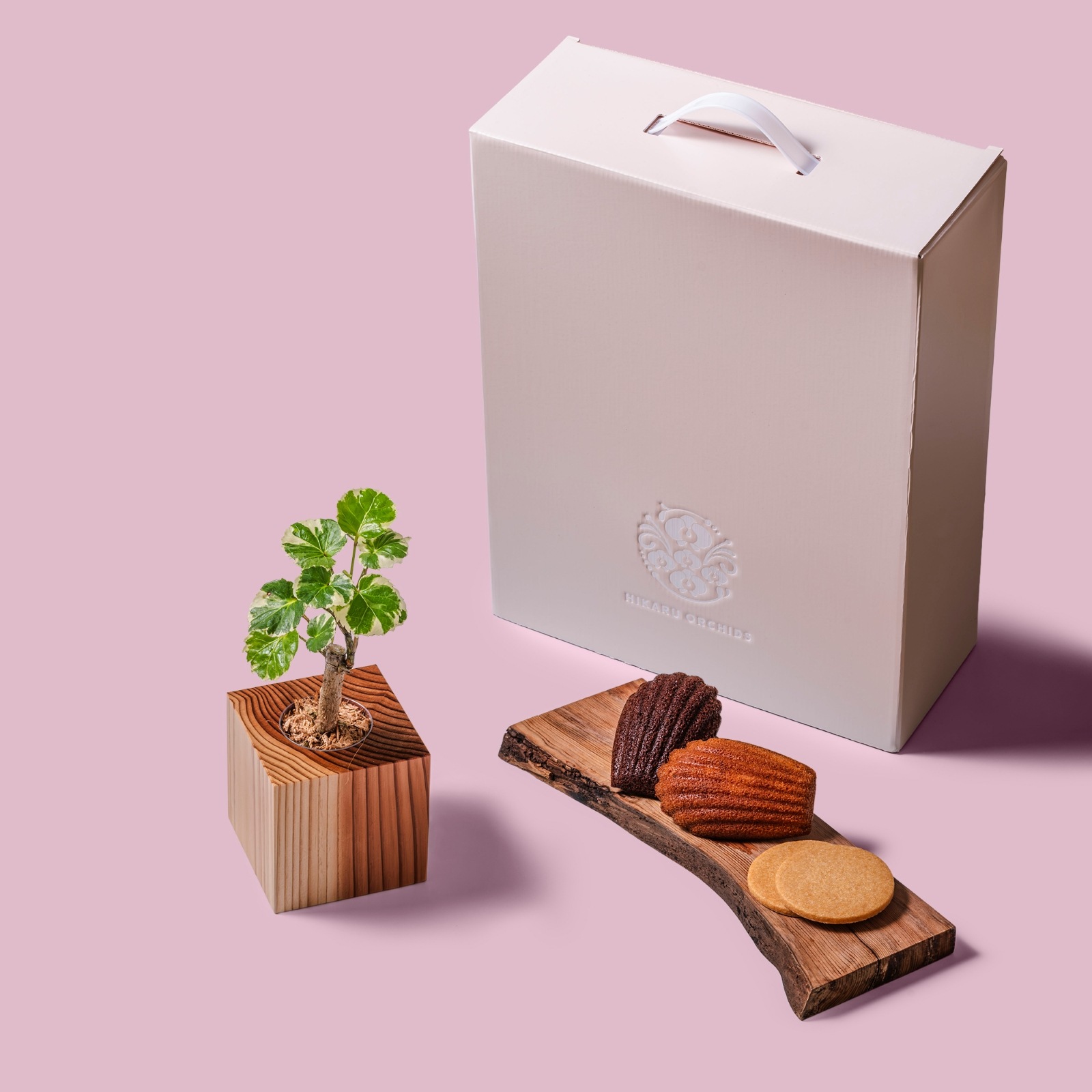 ポリシャス・バルフォリアナ・マルギナータ / 土不使用の観葉植物 / Gallery SIGMA. 焼き菓子セット / GREEN CUBE SWEETS（グリーンキューブスイーツ） [002004]