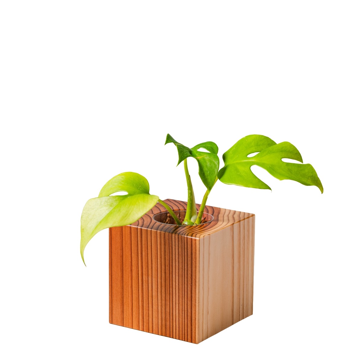 ヒメモンステラ / 土不使用の観葉植物 / GREEN CUBE [001016]