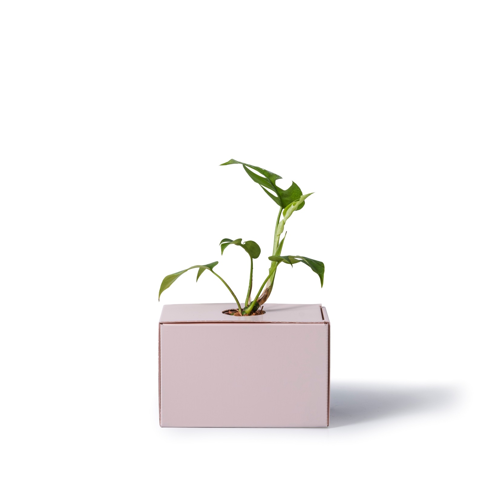 ヒメモンステラ / 土不使用の観葉植物 / GREEN CUBE [001016]
