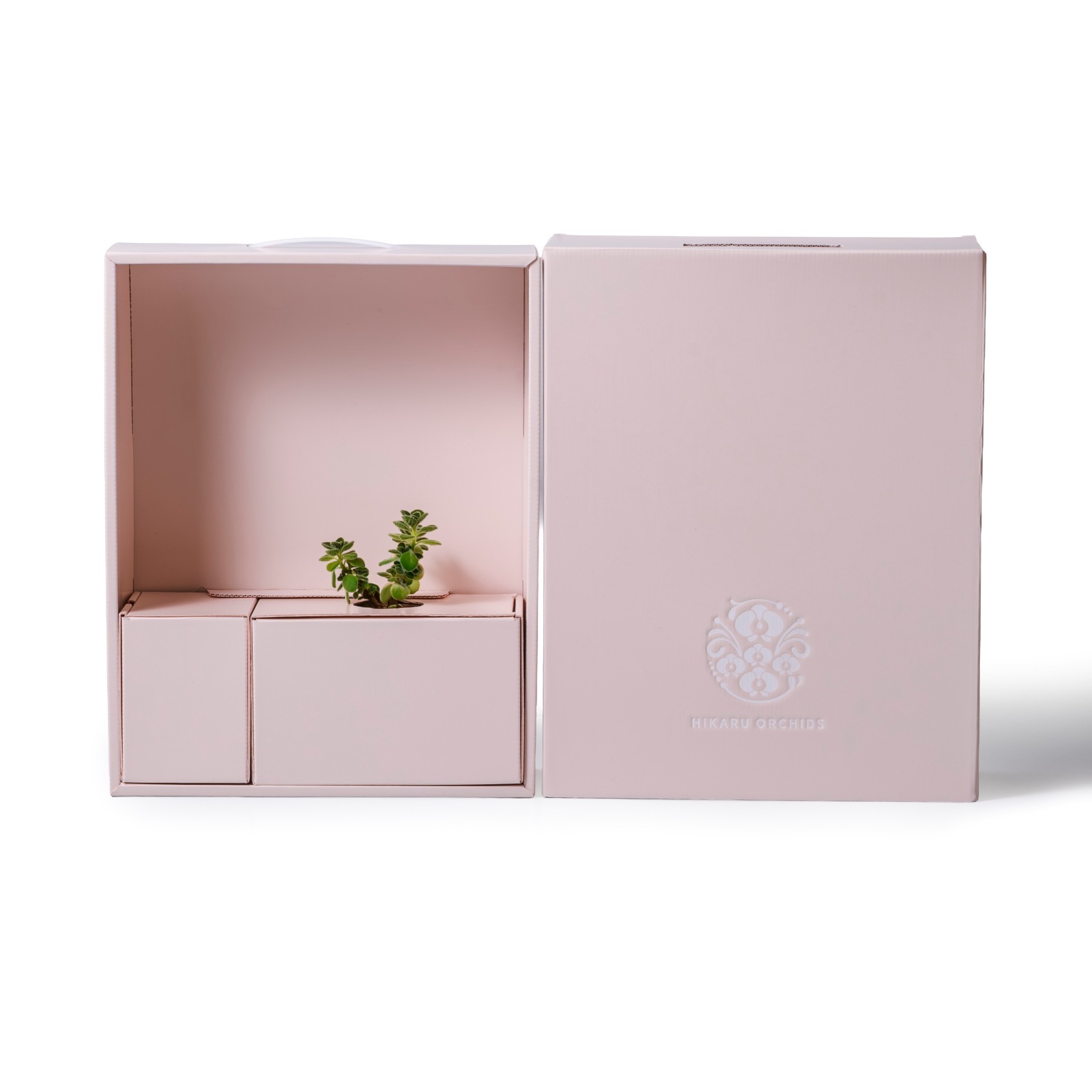 アロマティカス / 土不使用の観葉植物 / Gallery SIGMA. 焼き菓子セット / GREEN CUBE SWEETS（グリーンキューブスイーツ） [002005]
