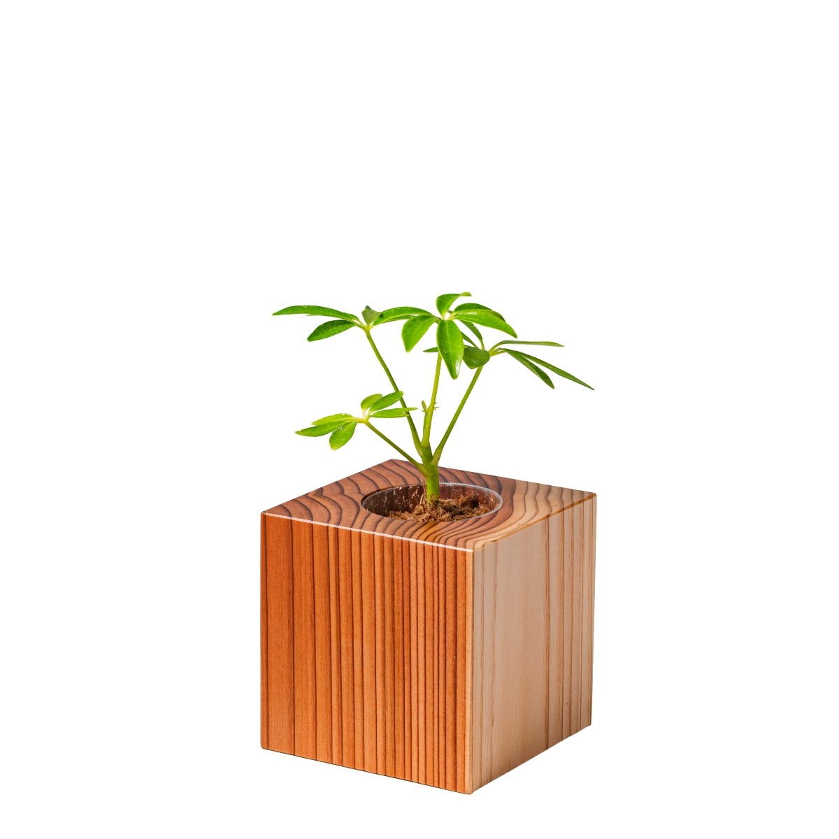 シェフレラ（カポック） / 土不使用の観葉植物 / GREEN CUBE [001017]